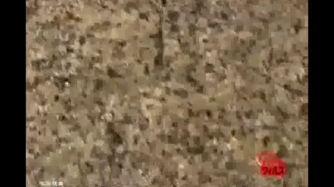 F41-01 覗撮　2カメアクロバティック野糞・野尿 Other Voyeur Outdoor Excretion