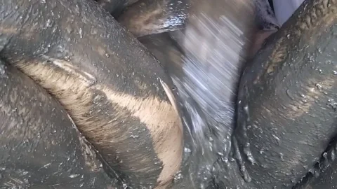 Complete Footage — poogirla – diarrhea smearing orgazm
